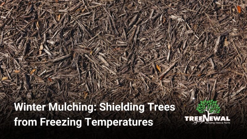 Winter Mulching: Shielding Trees from Freezing Temperatures