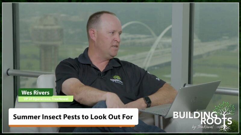 Summer Insect Pests to Look Out For