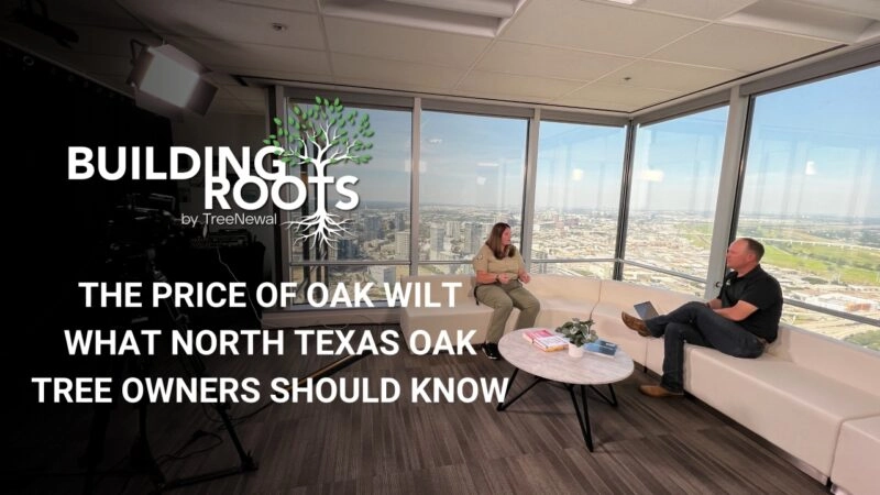 The Price of Oak Wilt What North Texas Oak Tree Owners Should Know