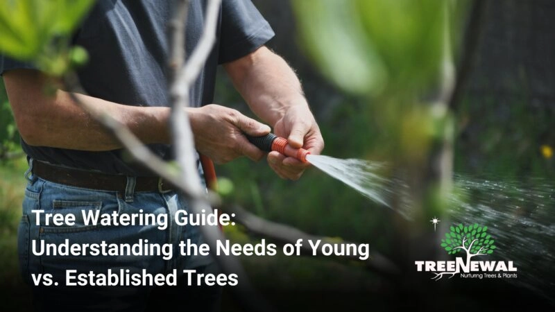 Tree Watering Guide: Understanding the Needs of Young vs. Established Trees