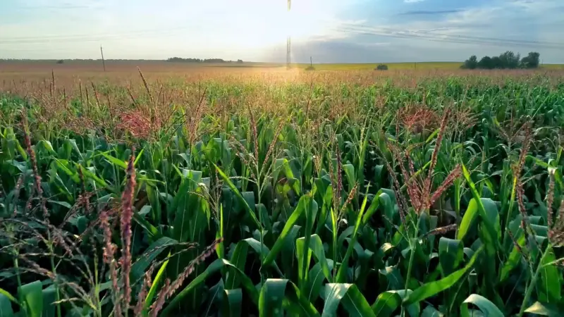 data center operators